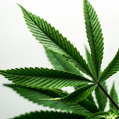 innerbloom-us-cannabis